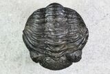Bargain, Pedinopariops Trilobite - Mrakib, Morocco #110669-2